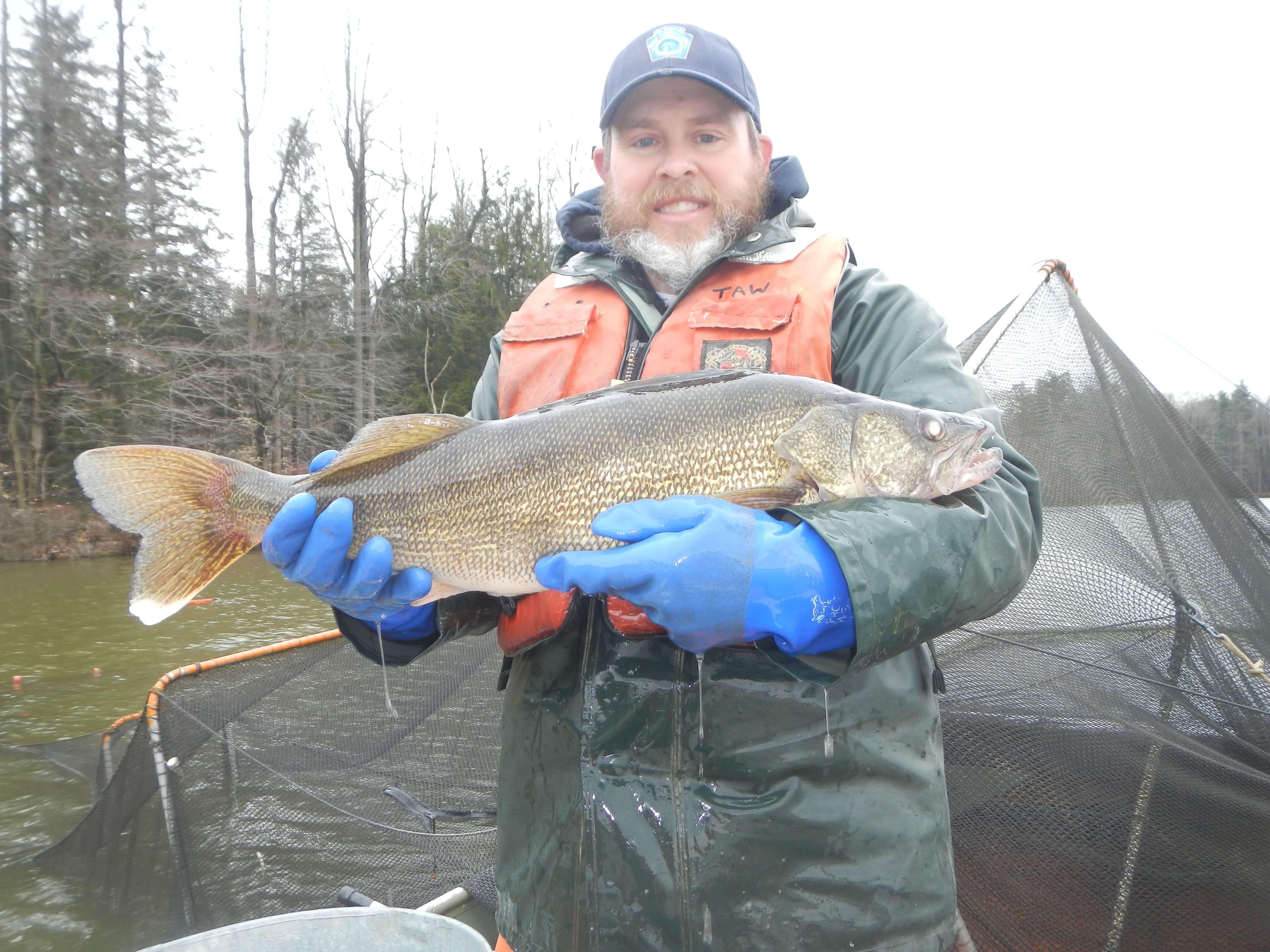 Pymatuning Lake Is Home To Loads Of Walleyes And Has Been For Years