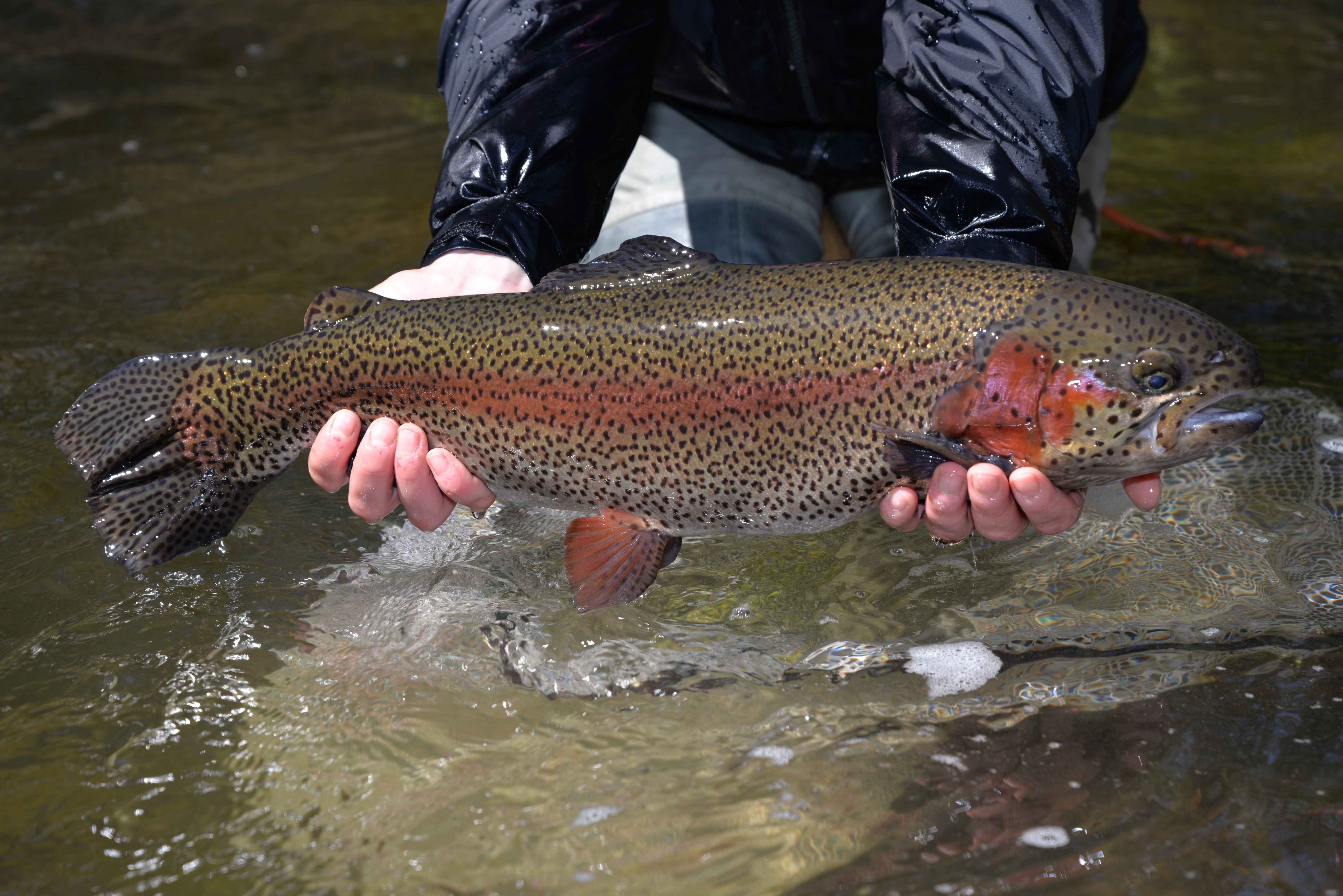 2020 Adult Trout Stocking Schedules Now Available